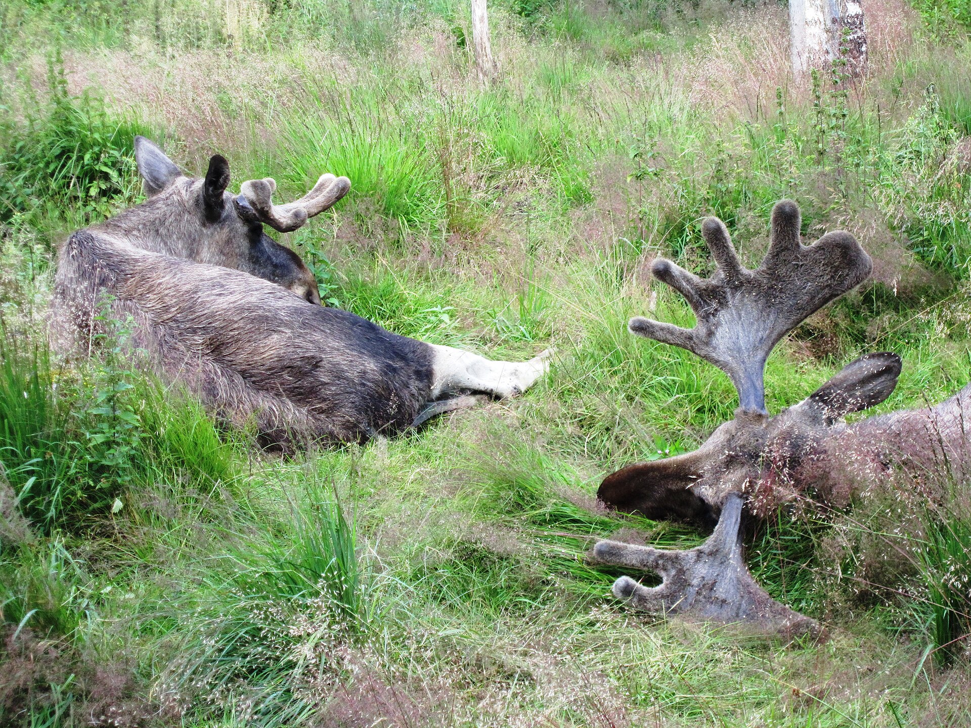Älg i Sverige — artfoto, inte Hunt in Swedens mark