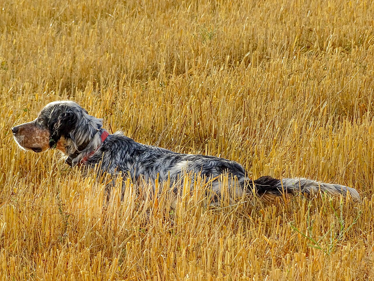 Engelsk setter som søker på en stubbåker – miljøbilde, ikke en guides hund fra teksten