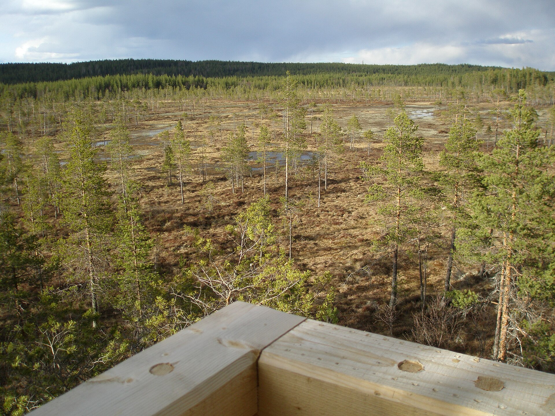 Svartåmyran i Hamra nationalpark — myren, inte WeHunt 205287