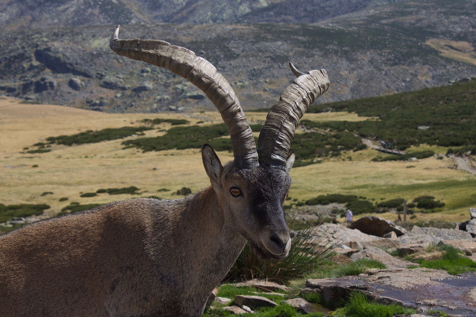 Iberisk stenbock, hane av underarten victoriae, i Sierra de Gredos — artfoto, inte en arrangörs mark