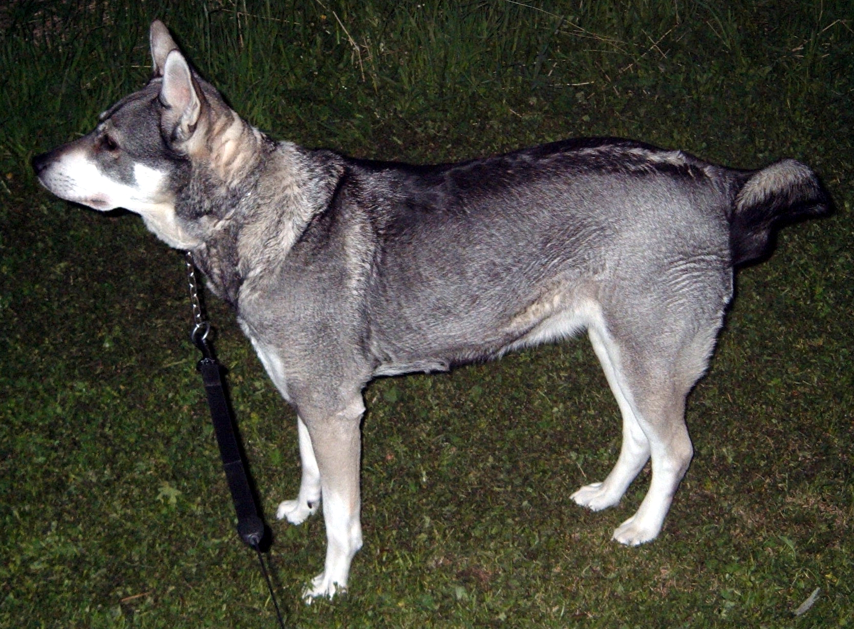 Jämthund — rasfoto, inte en namngiven gästhund