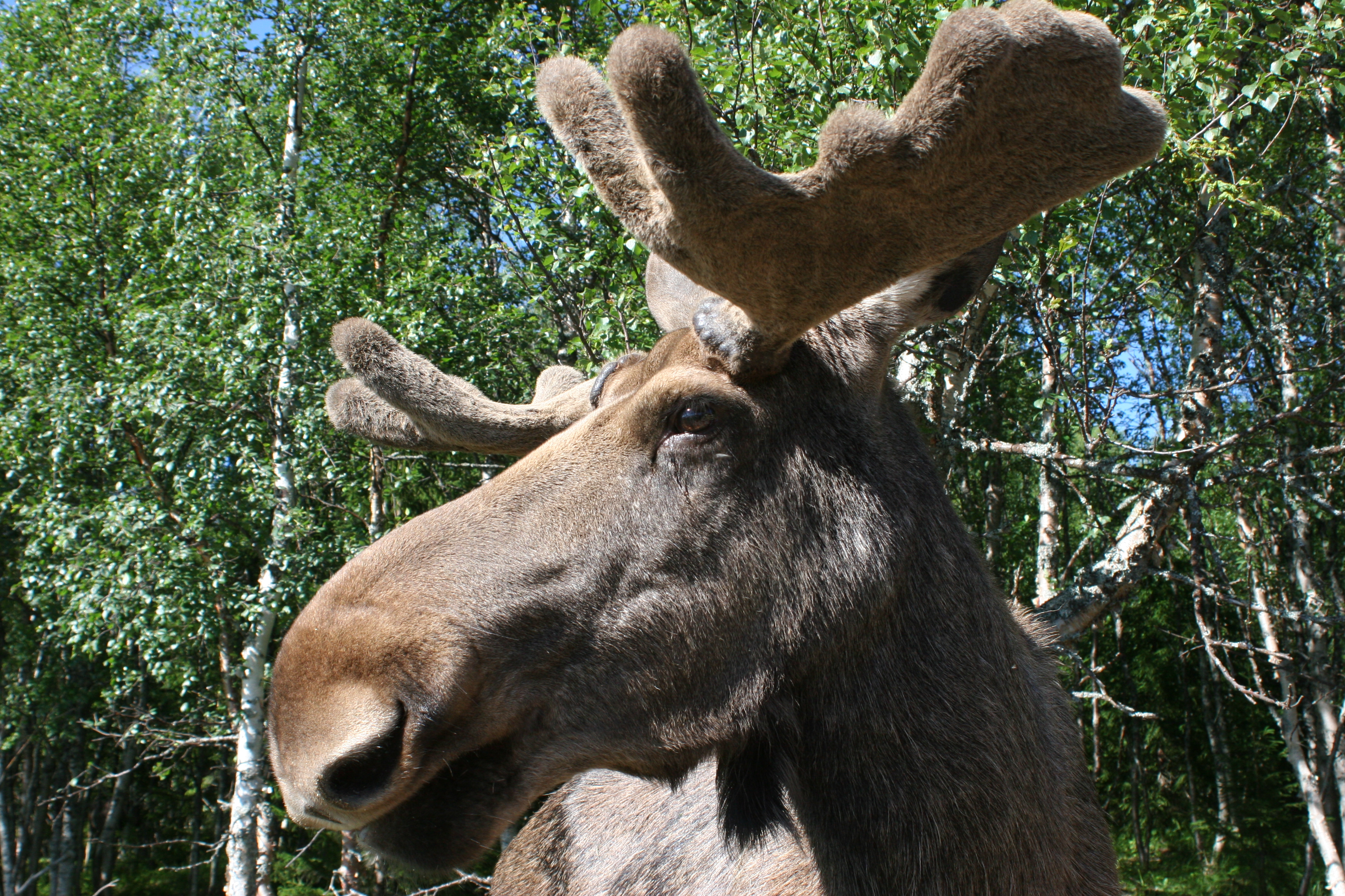 Älg i Jämtland — parkfoto, inte Klockarshallesjös pass