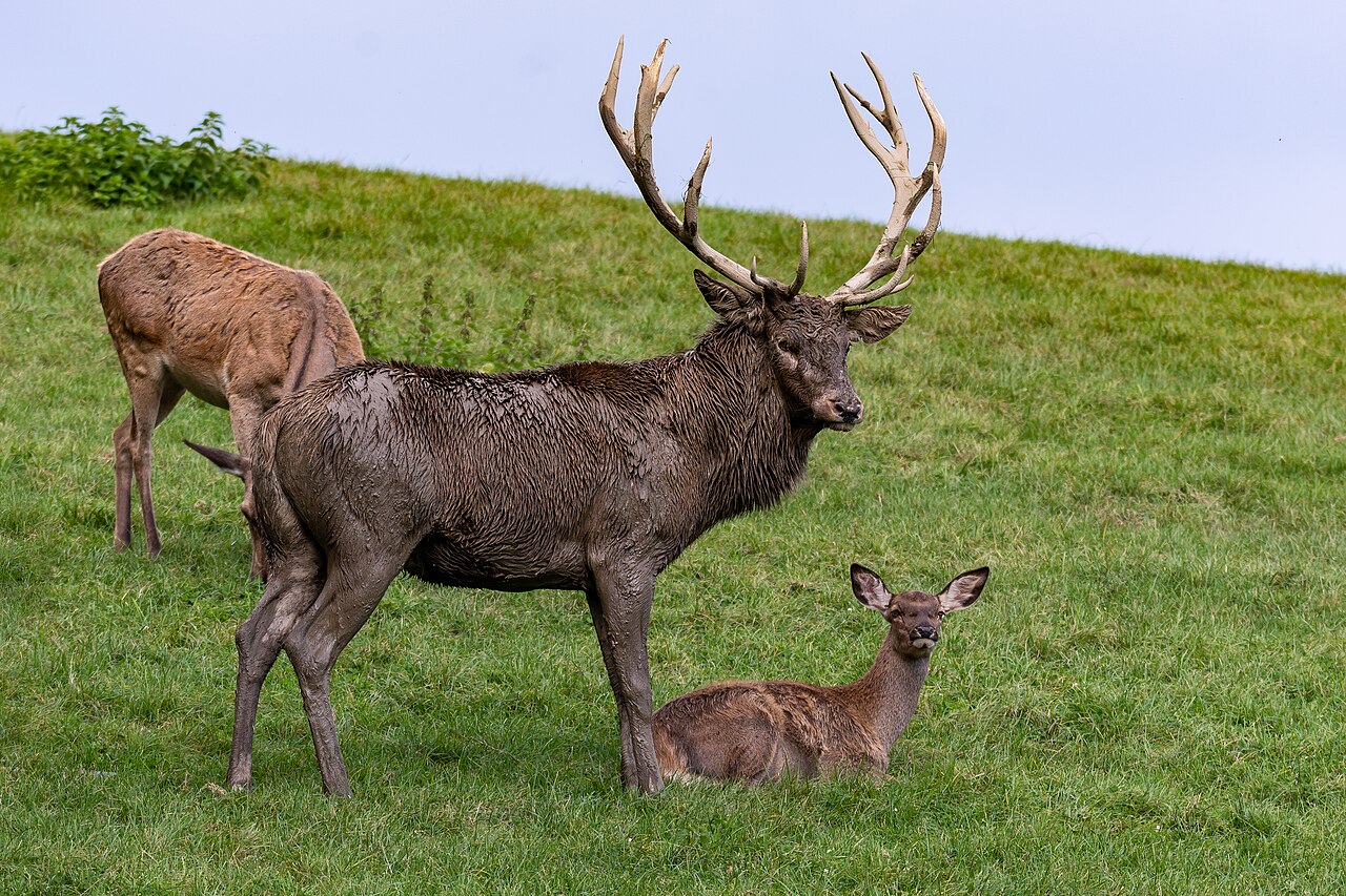 Kronhjort med kraftiga horn i viltparken Altenfelden, Österrike — miljöbild, inte ett polskt revir