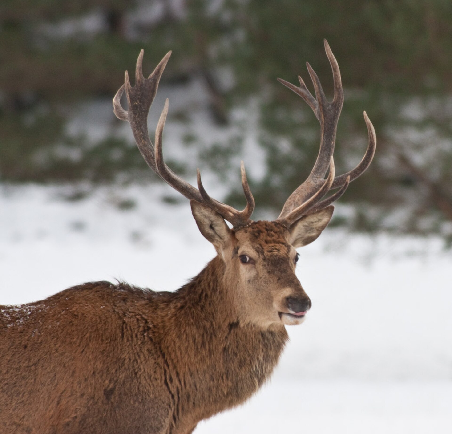 Kronhjort (Cervus elaphus) i Sverige