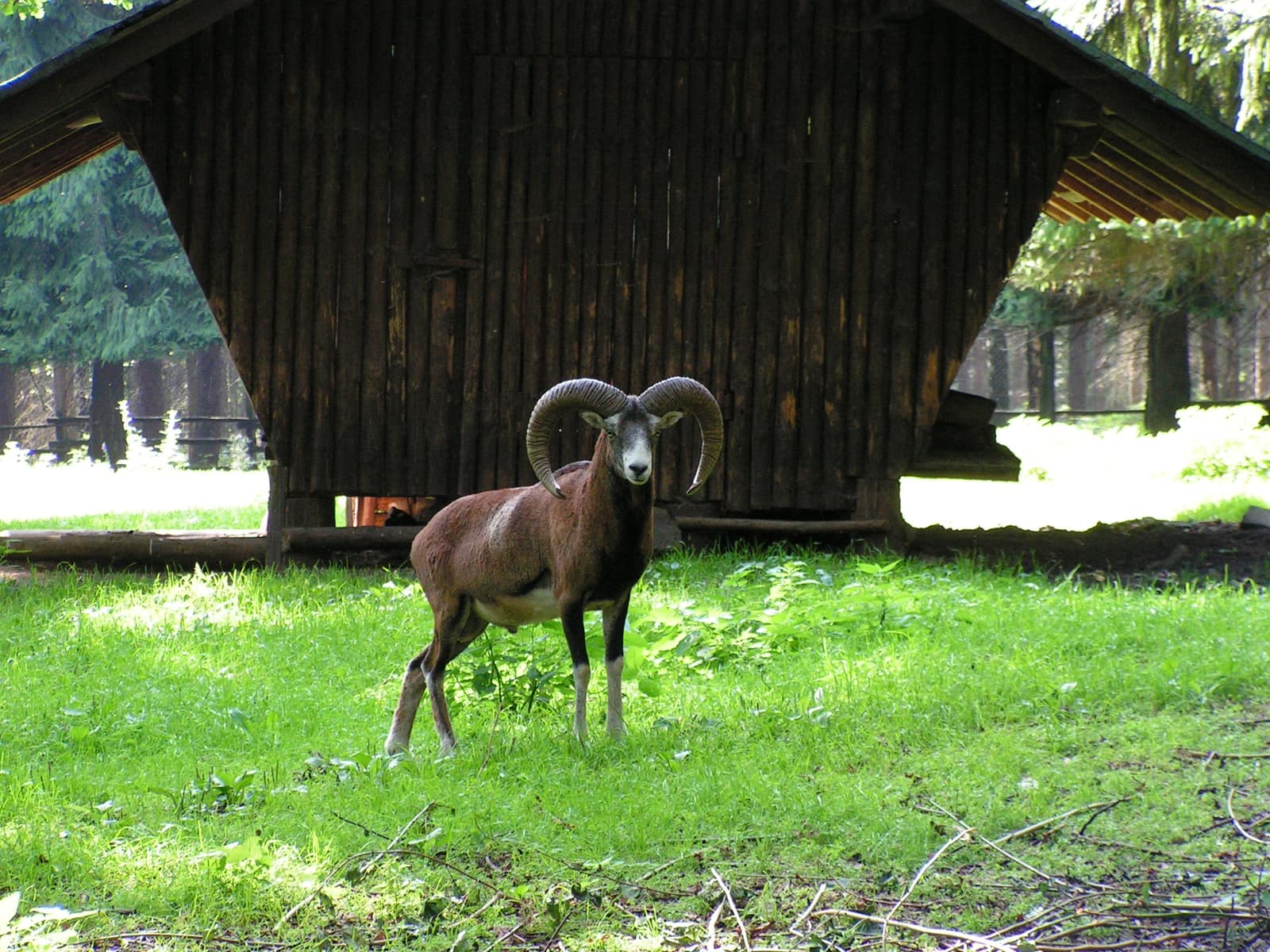 European mouflon ram with horns (Ovis orientalis musimon)