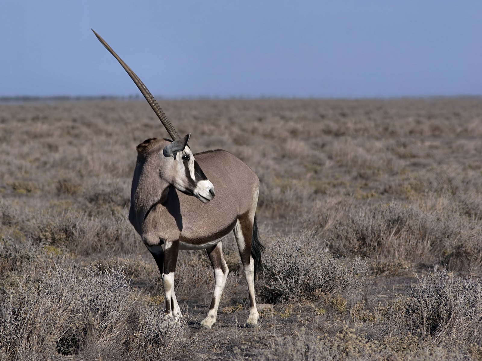 Oryx (gemsbock) i västra Etosha, Namibia — artfoto från nationalpark, inte en jaktmark
