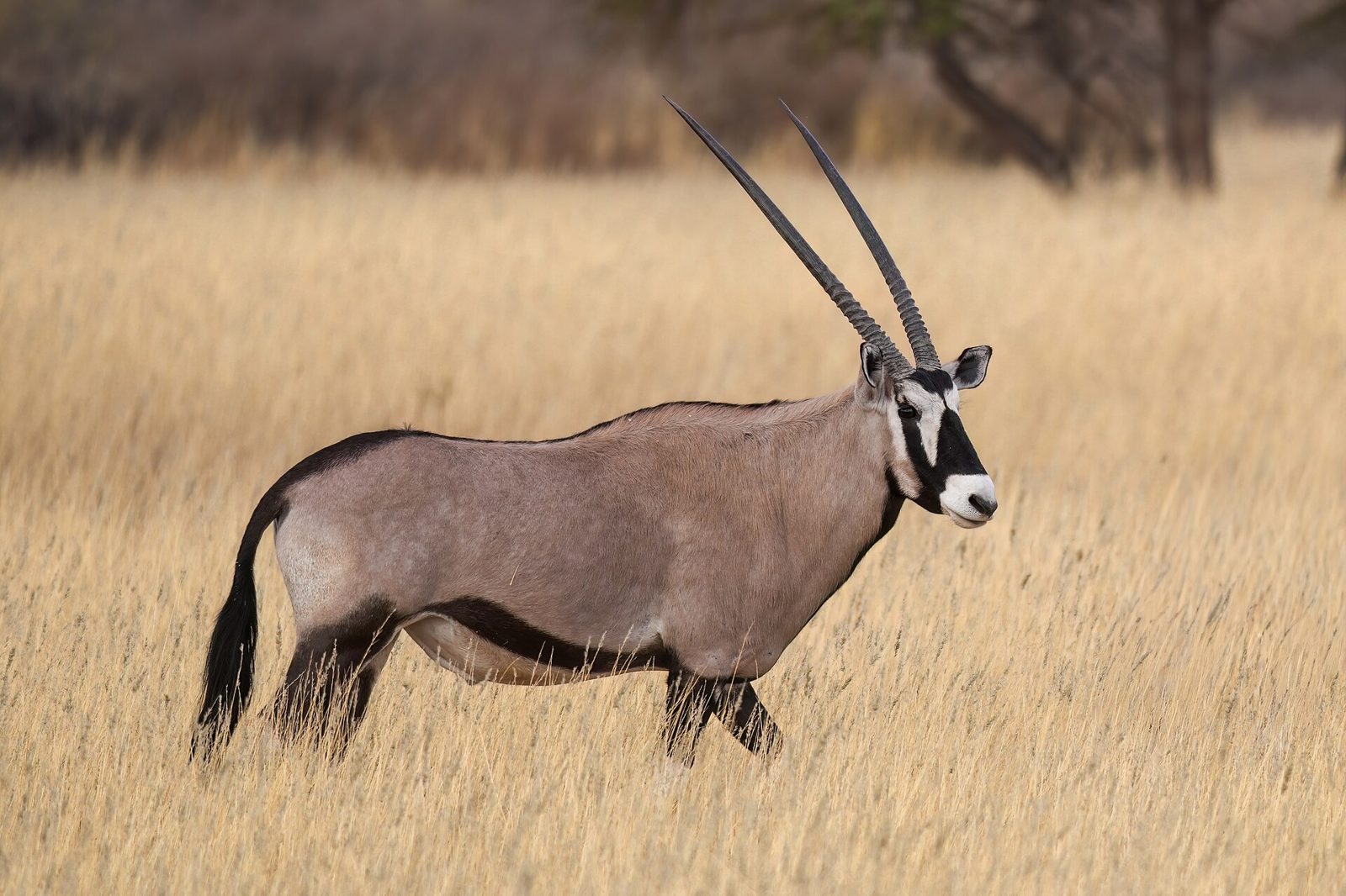 Oryxhanne (gemsbok) i Kalahariöknen i Namibia — artfoto, inte från en namngiven arrangörs mark