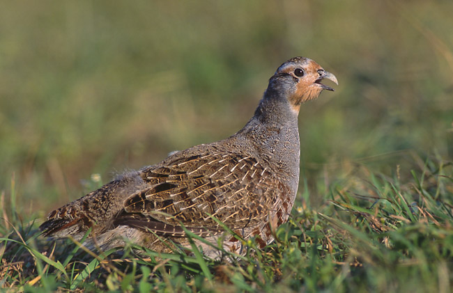 Rapphöna (Perdix perdix) — artfoto, inte Dalgården-mark