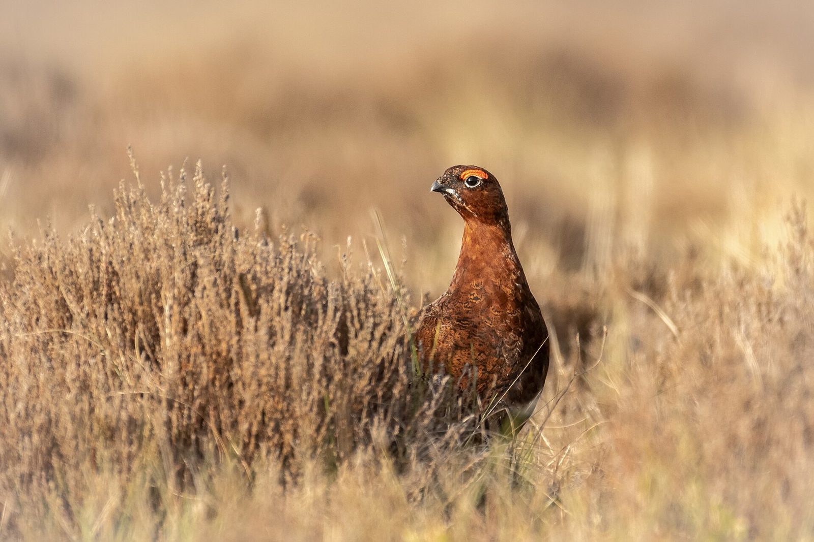 Red grouse på Langholm Moor, Dumfriesshire — artfoto, inte ett namngivet gods i artikeln