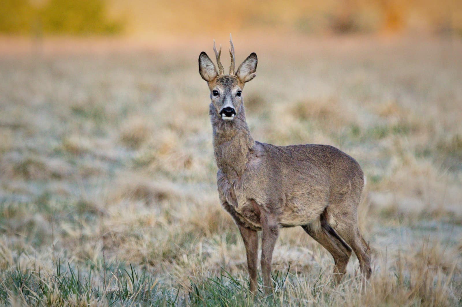 Råbock (Capreolus capreolus)