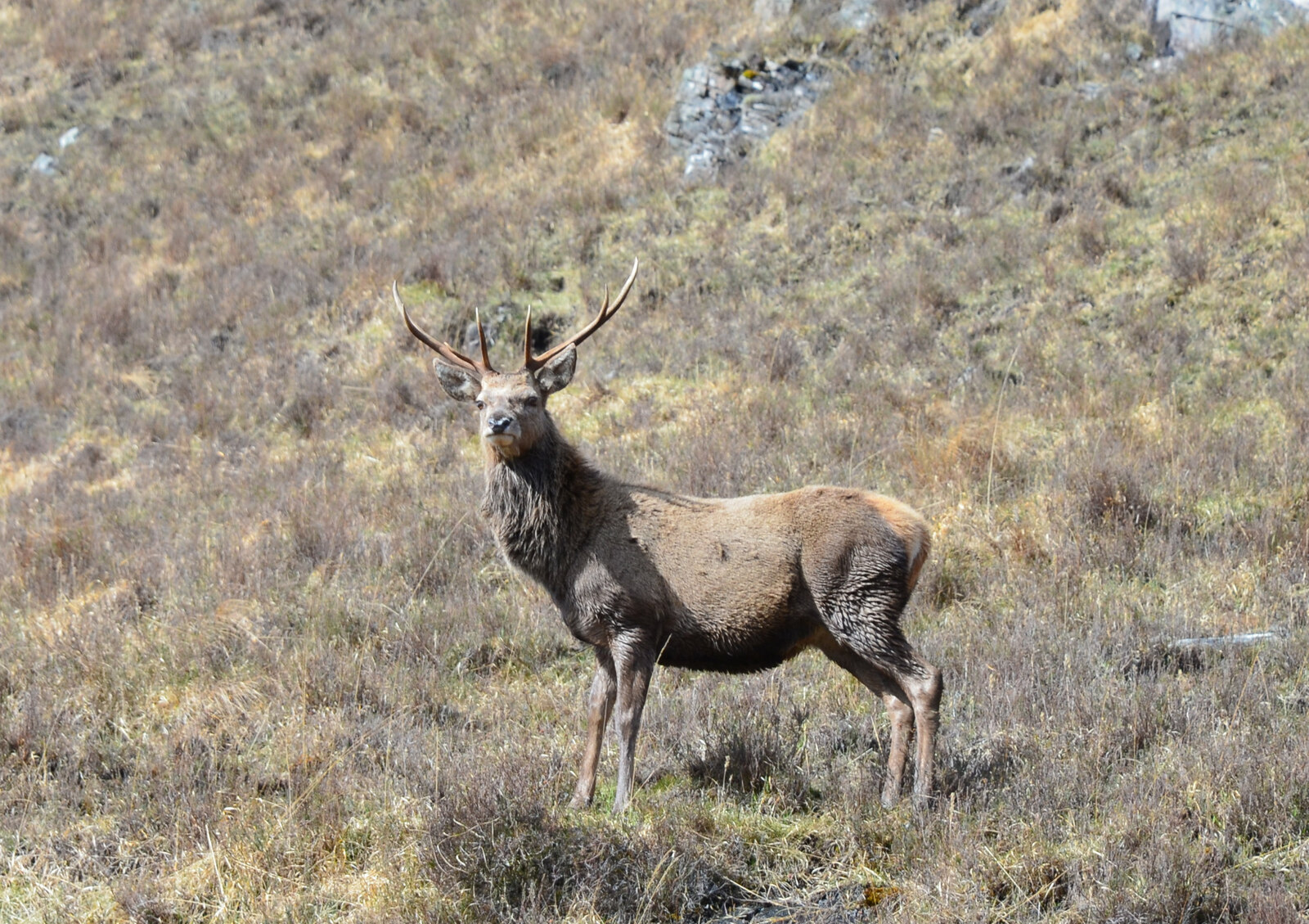 Kronhjort vid Attadale i skotska höglandet — artfoto, inte en namngiven jaktmark
