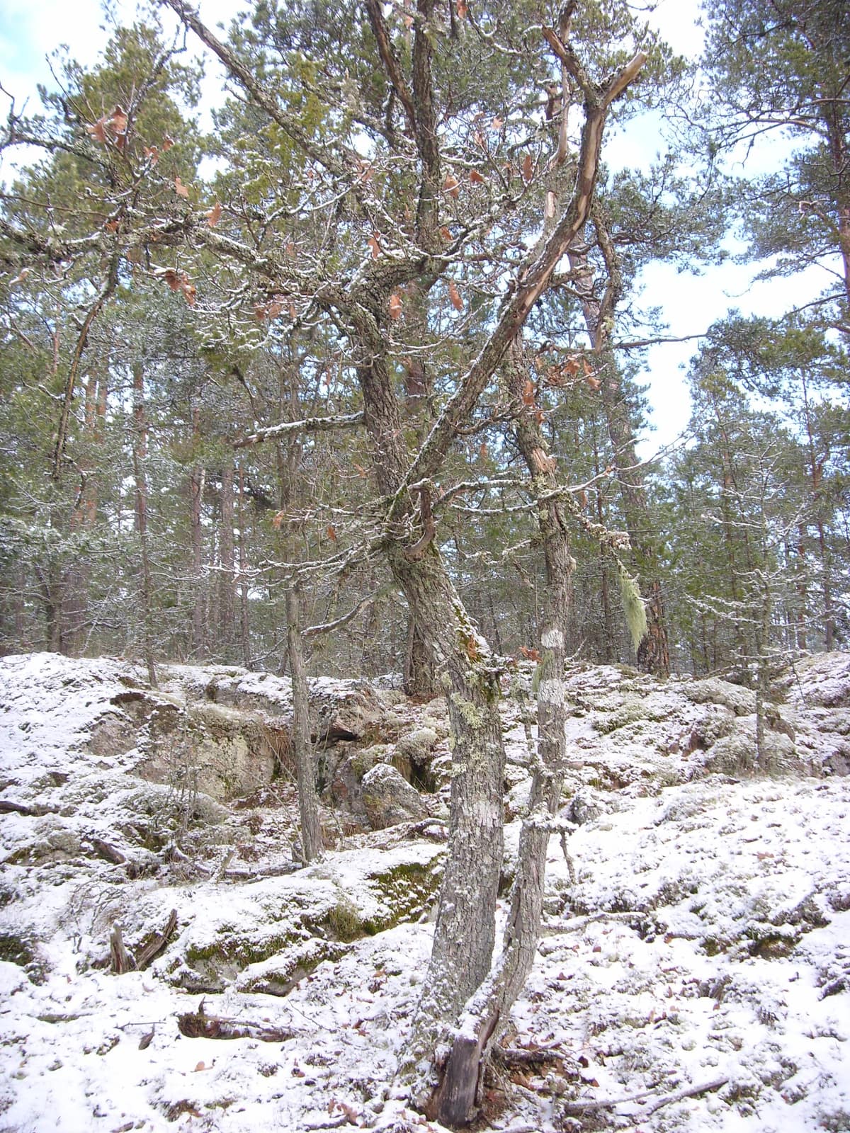 Södermanland ekbacke