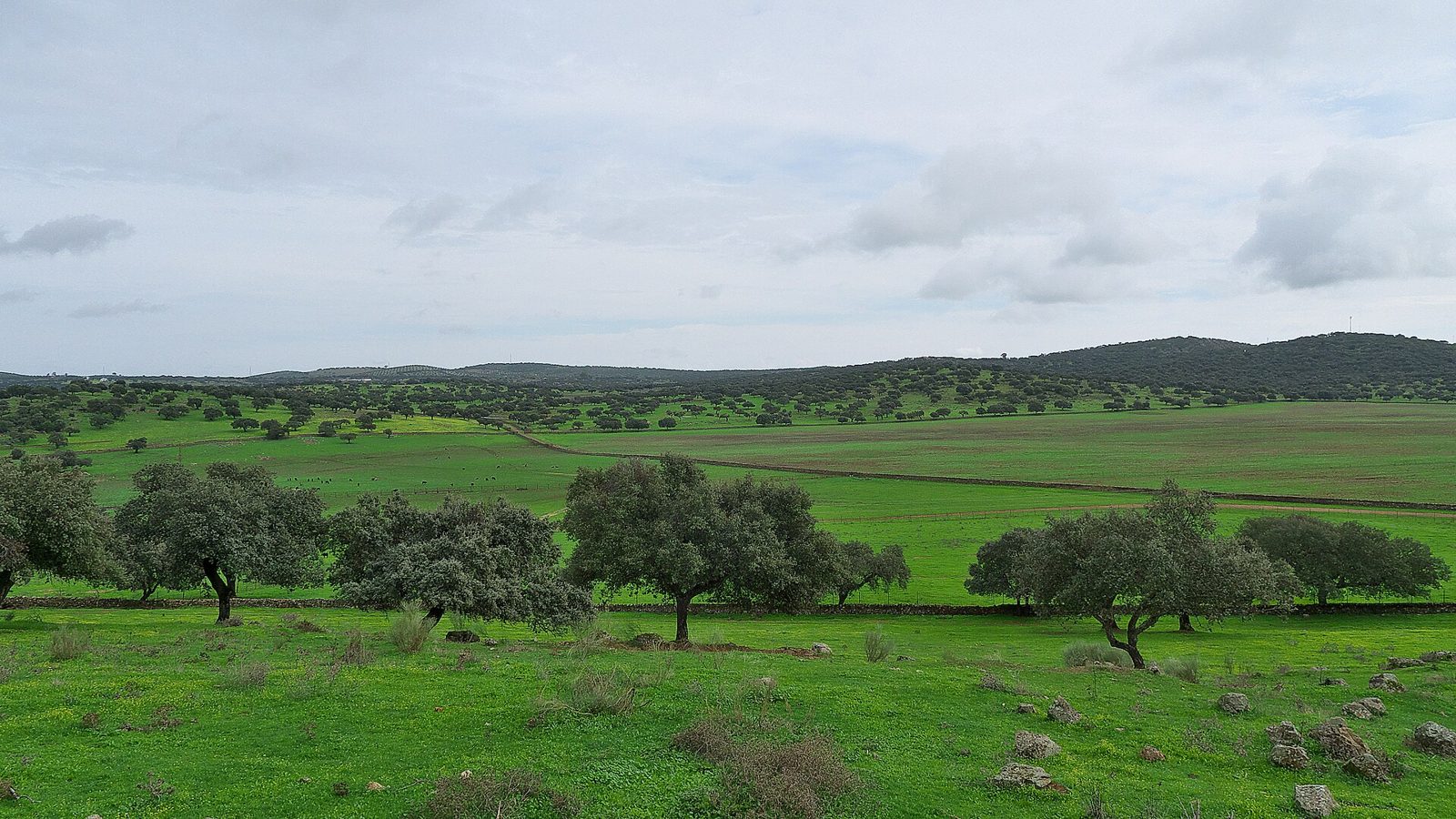 Dehesa i Extremadura — landskapsfoto, inte en namngiven montería-mark