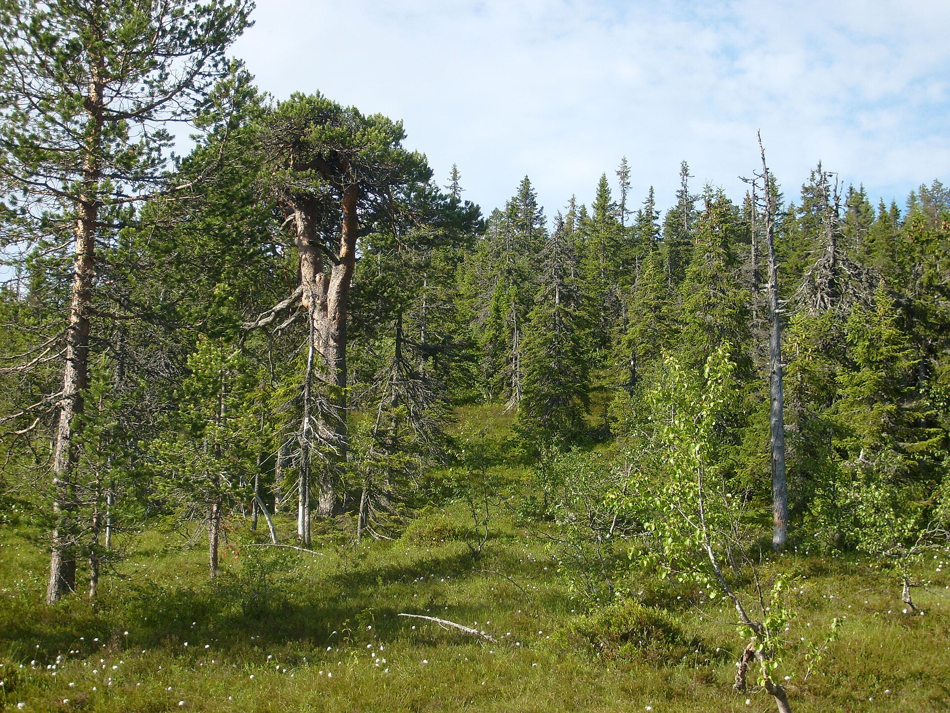 Tandövala vid Lima — fjällskog, inte ett namngivet älglag
