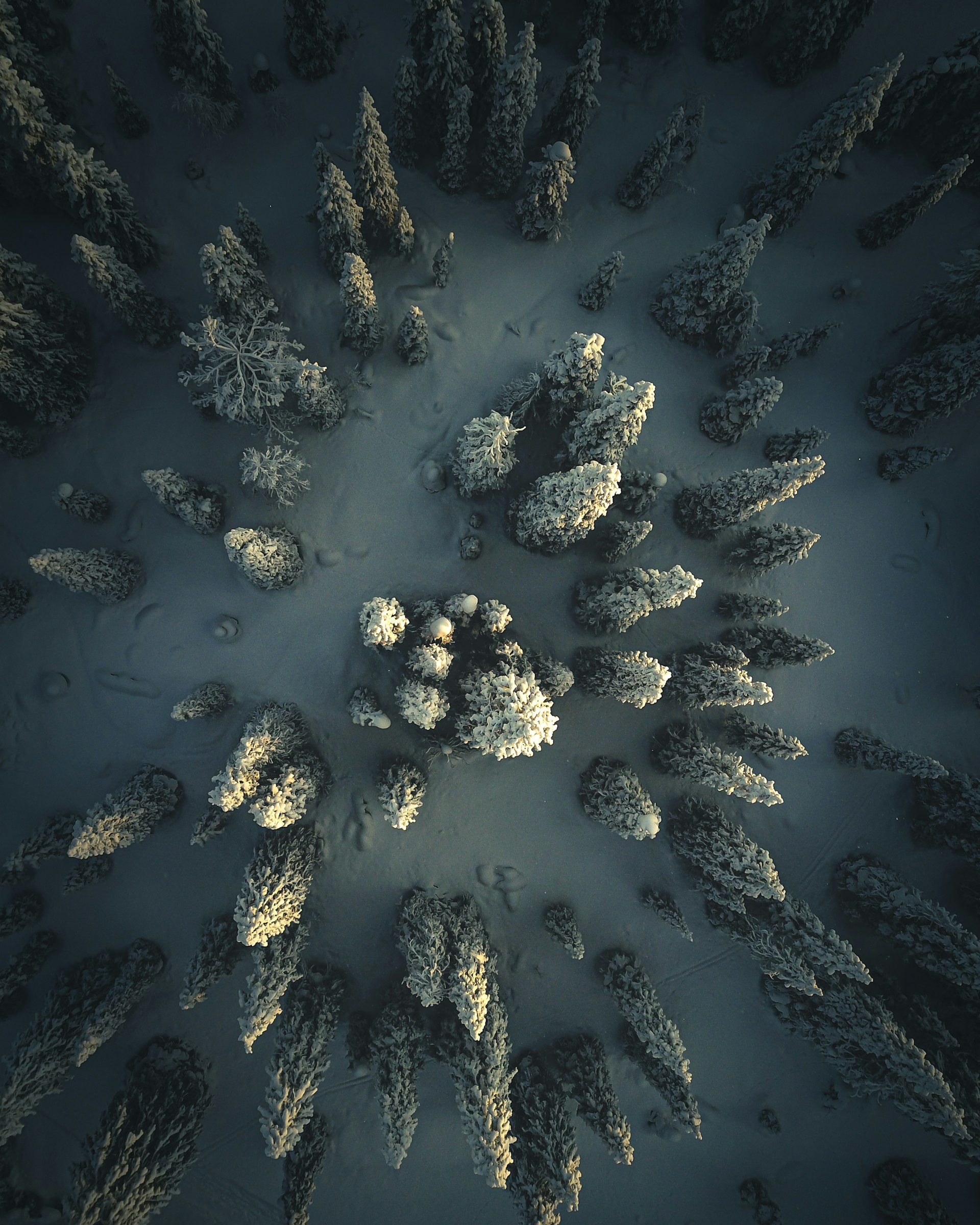 Snöskog ovanifrån — landskap, inte ett bolagsrevir