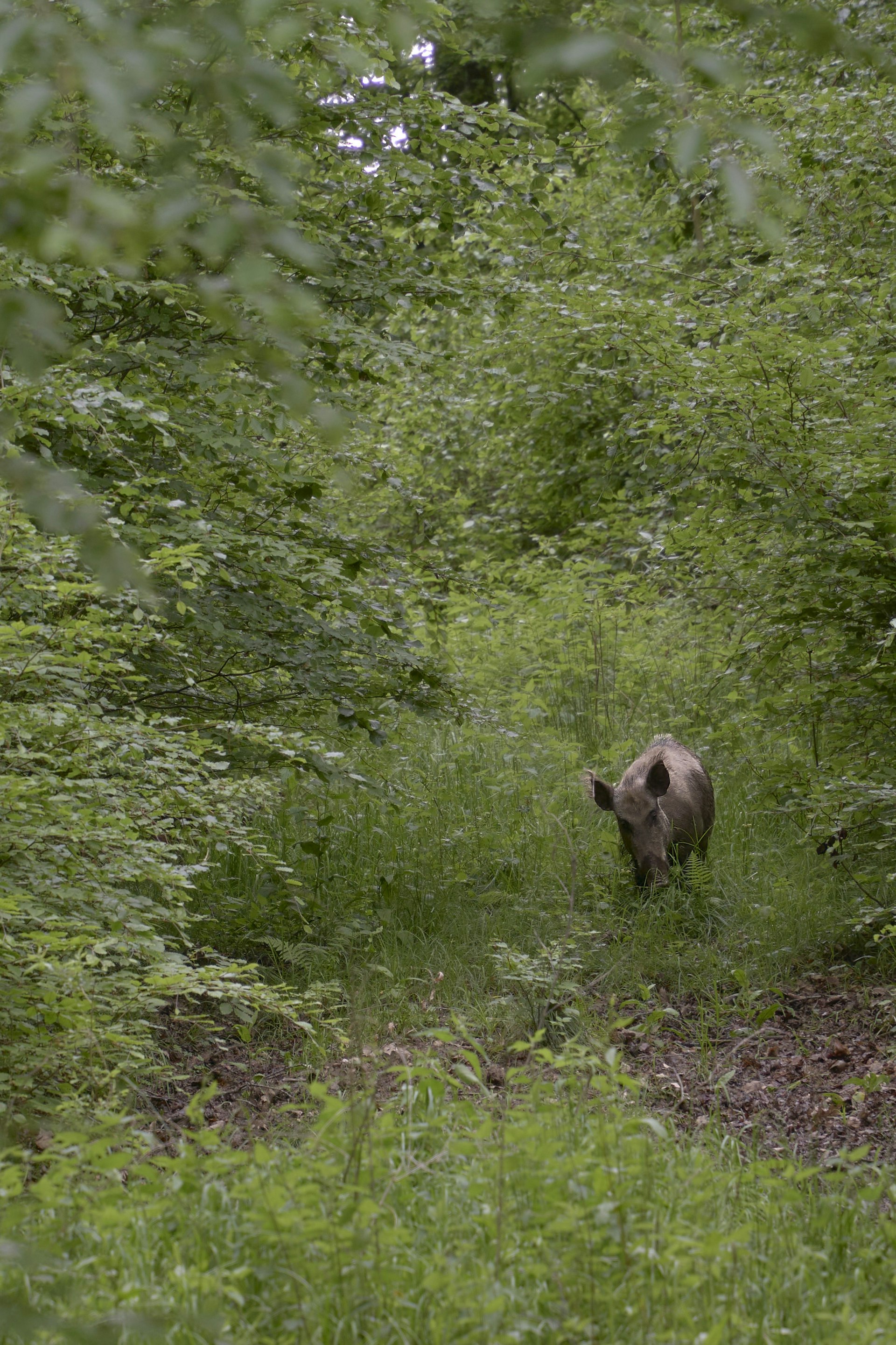 Vildsvin i skog — artfoto, inte Hesselbyholms åtel